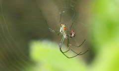 Leucauge