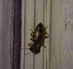 Cymatodera undulata