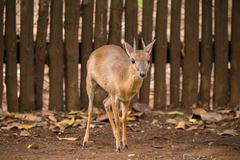 Nesotragus moschatus