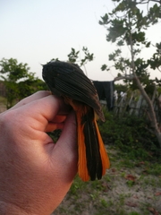 Cossypha niveicapilla