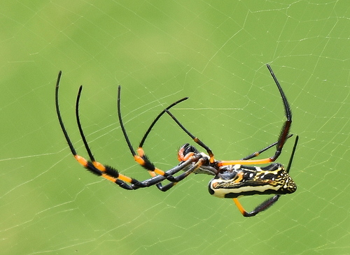 banded-legged golden orb-web spider