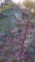 Solanum chrysotrichum