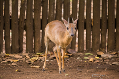 Nesotragus moschatus