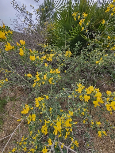 Avistamiento Calicotome villosa