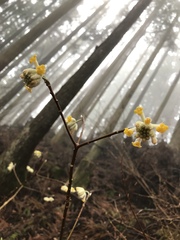Edgeworthia chrysantha