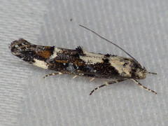 Mompha conturbatella