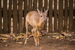 Nesotragus moschatus