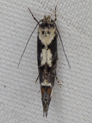 Mompha conturbatella