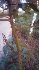 Solanum chrysotrichum