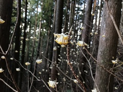 Edgeworthia chrysantha