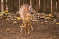 Nesotragus moschatus