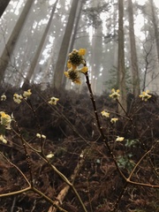 Edgeworthia chrysantha