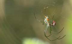 Leucauge