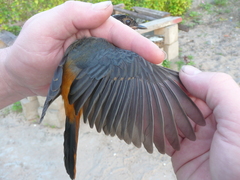 Cossypha niveicapilla