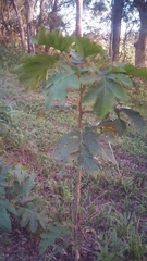 Solanum chrysotrichum