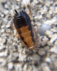 Chorisoneura texensis