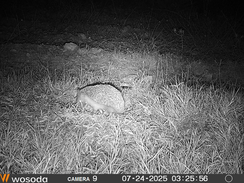 North African Hedgehog