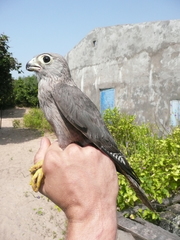 Falco ardosiaceus