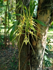 Brassia gireoudiana, photograph (c) Anthony Mora Aguilar, some rights reserved (CC BY)