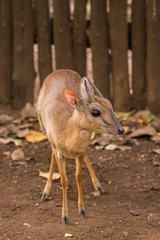 Nesotragus moschatus