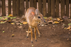 Nesotragus moschatus