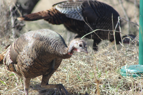 Wild Turkey photographed in North Dakota
