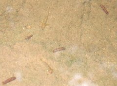 Rhinogobius duospilus