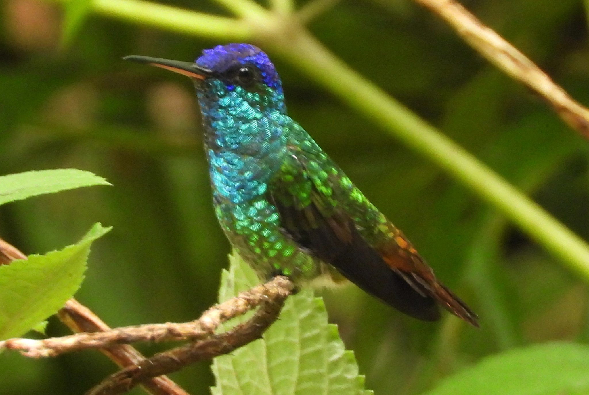 Golden-tailed Sapphire (Chrysuronia oenone), photo 6