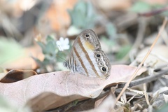 Cissia pseudoconfusa