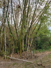 Bambusoideae