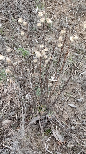 Bitter daisy
