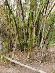 Bambusoideae