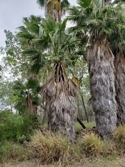 Arecaceae