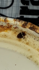 Laccophilus oscillator