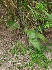 Arecaceae