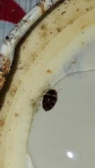 Laccophilus oscillator