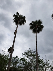 Arecaceae
