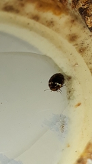 Laccophilus oscillator