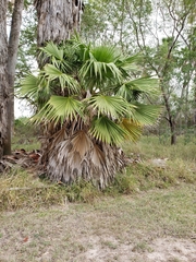 Arecaceae