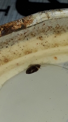 Laccophilus oscillator