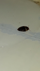 Laccophilus oscillator