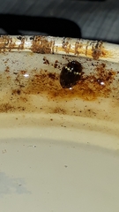 Laccophilus oscillator