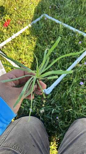 iNaturalist observation photo of Asteroideae