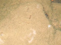 Rhinogobius duospilus