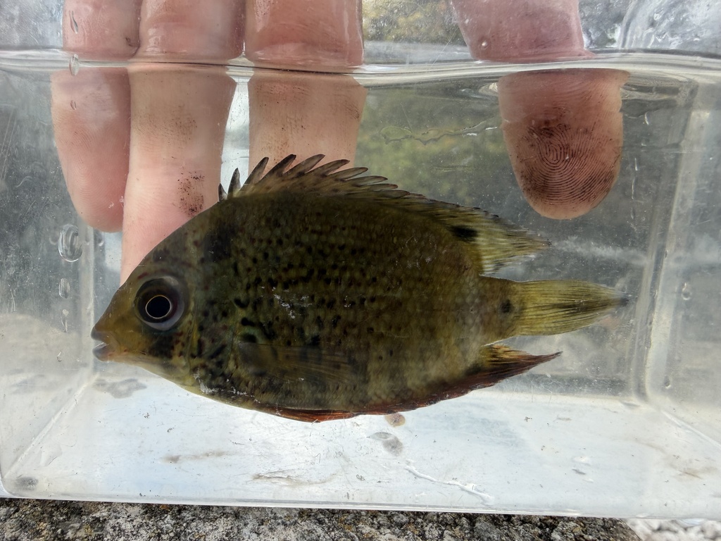 Banded cichlid (Heros severus) — Cichlidae