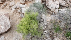 Galium stellatum eremicum