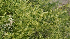 Galium stellatum eremicum