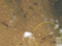 Rhinogobius duospilus