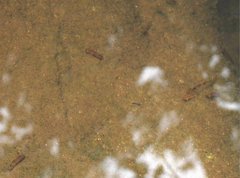 Rhinogobius duospilus