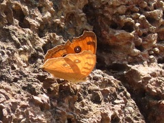 Junonia almana